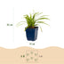Green boutiQ - Grasses - Carex morrowii Ice Dance - Japanese Sedge - Evergreen - Cream-Green - 24 Plants - Pot 11cm - Height 15-25cm Bild 3