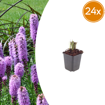 24x Liatris Spicata Prachtscharte 10-25cm, Ø9cm