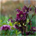 Helleborus Specials - 3 x Ø 14 cm - ↨ 25 cm Bild 6