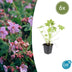 6x Geranium macrorrhizum - ↕10-25cm - Ø9cm Bild 1