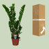Zamioculcas Zamiifolia (ZZ-Pflanze) - Ø14cm - ↕50cm Bild 4