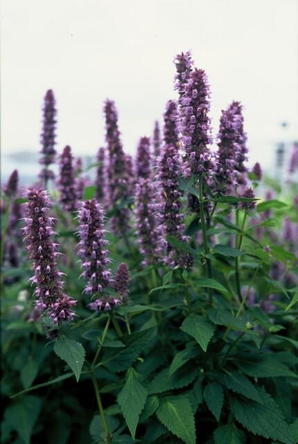 Agastache 'Blue Fortune' Staude – 10-25cm