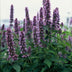 Agastache 'Blue Fortune' Staude – 10-25cm Bild 5