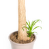 Beaucarnea Recurvata Stamm Ø27cm - ↕110 - 130cm Bild 3