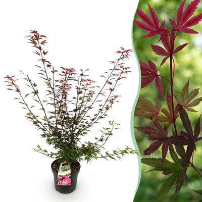 Green boutiQ - Garden Plant - Acer palmatum Shaina - Japanese Maple - Deciduous - Red - 1 - Pot 26cm - Height 90cm