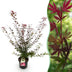 Green boutiQ - Gartenpflanze - Acer palmatum Shaina - Japanischer Ahorn - Laubabwerfend - Rot - 1 - Topf 26cm - Höhe 90cm Bild 1