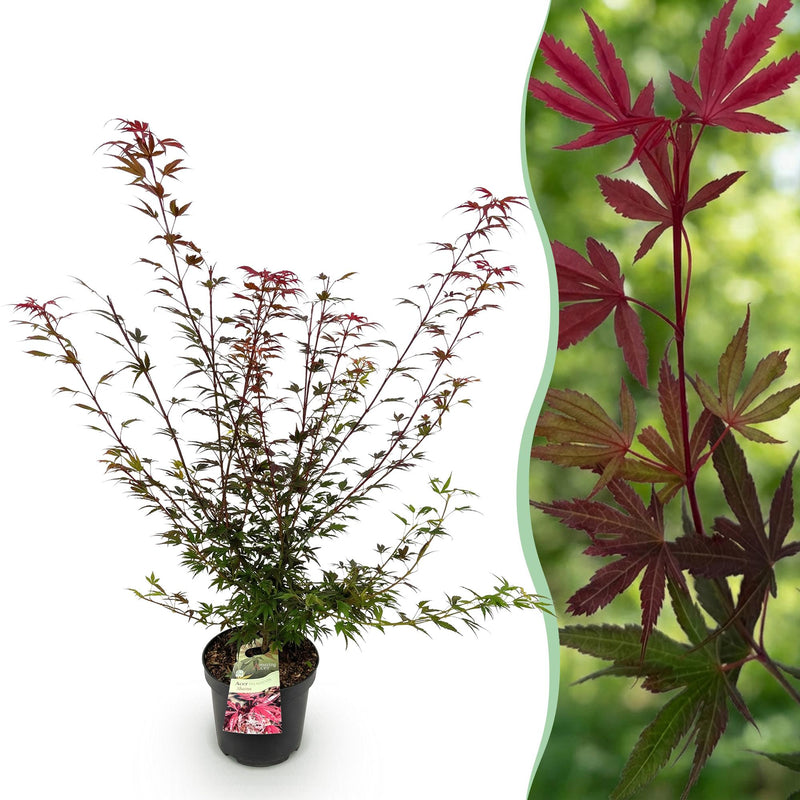 Green boutiQ - Gartenpflanze - Acer palmatum Shaina - Japanischer Ahorn - Laubabwerfend - Rot - 1 - Topf 26cm - Höhe 90cm