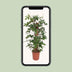 Philodendron Pedatum Climbing Plant, Ø27cm, ↕130cm Bild 5