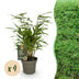 GreenboutiQ Bamboo 'Fargesia rufa' - 4 Plants, Green, Evergreen Bild 1