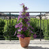 4x Clematis Jackmanii, dunkelblau, ↨65cm, Ø15 Bild 5