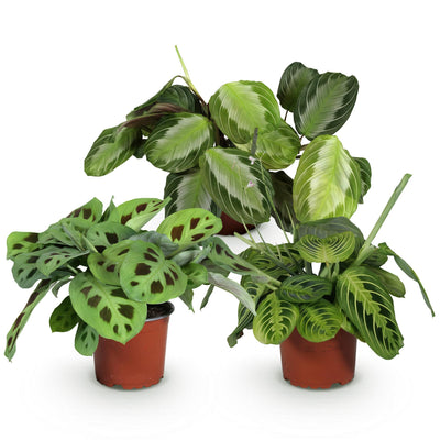 Green boutiQ – Zimmerpflanze – Marantha Silverband, Marantha Lemon Lime, Marantha Kerchoveana – Gebetspflanze – Haustierfreundliche Pflanze – Grün – 3 Pflanzen – Topf 12 cm – Höhe 25 cm