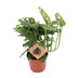 Monstera Monkey Leaf - Ø12cm Topf - ca. 30cm Höhe Bild 1
