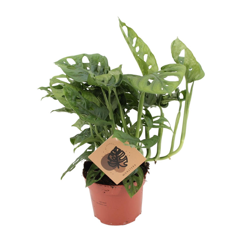 Monstera Monkey Leaf - Ø12cm Topf - ca. 30cm Höhe