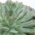 Wurzellose Echeveria Pulidonis im Beton-Übertopf Ø20cm Bild 6