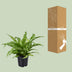 Asplenium Antiquum Vogelnestfarn Ø17cm – Exotische Zimmerpflanze für Zuhause Bild 4