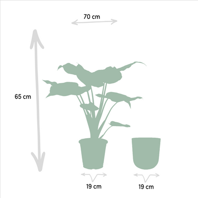 Alocasia Cucullata (Elefantenohr) im Ø19cm Topf, ↕65cm