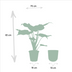 Alocasia Cucullata (Elefantenohr) im Ø19cm Topf, ↕65cm Bild 2