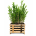 Paletten-Angebot Heckenpflanzen: 50 Ligustrum Ovalifolium ↕ 80-100 - Ø 19cm | Mini-Palette Bild 3