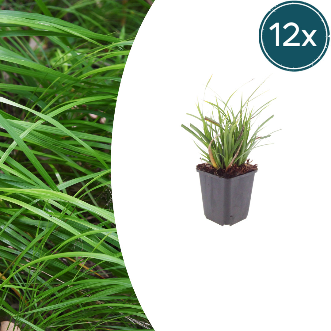 12x Japan-Segge 'Carex morrowii' ↕10-25cm