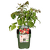 6 x Bio-Himbeerpflanzen – Ø 13 cm – ↨ 20 cm Bild 7