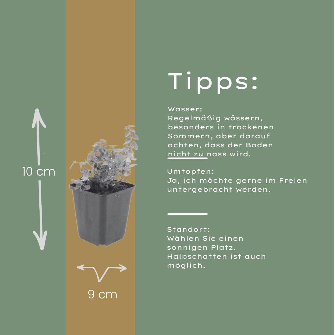 60x Nepeta faassenii - ↕10-25cm - Ø9cm