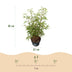 Fargesia scabrida Asian Wonder Bambus: Nicht-ausbreitend, Hecke & Solitär Bild 3