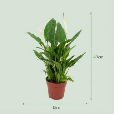 Spathiphyllum Einblatt: 4 Pflanzen im 12cm Topf, 35-40cm hoch
