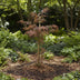 Acer palm. 'Garnet' - Japanischer Fächerahorn, Ø19cm, ↕40cm Bild 3