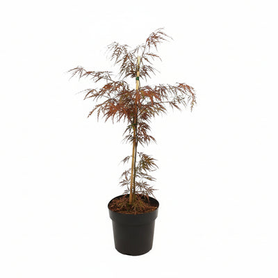 Acer palm. 'Garnet' - Japanischer Fächerahorn, Ø19cm, ↕40cm