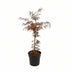 Acer palm. 'Garnet' - Japanischer Fächerahorn, Ø19cm, ↕40cm Bild 1