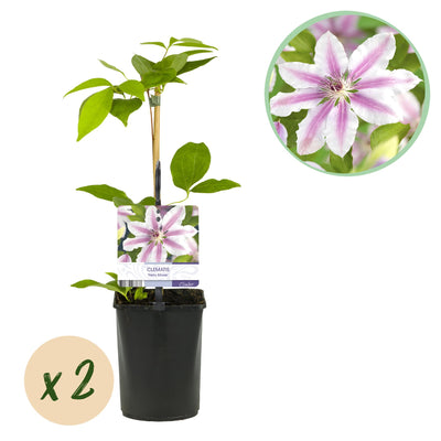 Clematis Nelly Moser: 2 rosa Blütenwunder für Ihren Garten
