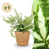 Green BoutiQ Pteris cretica Albolineata - Schwertfarn, 4 Pflanzen Bild 1