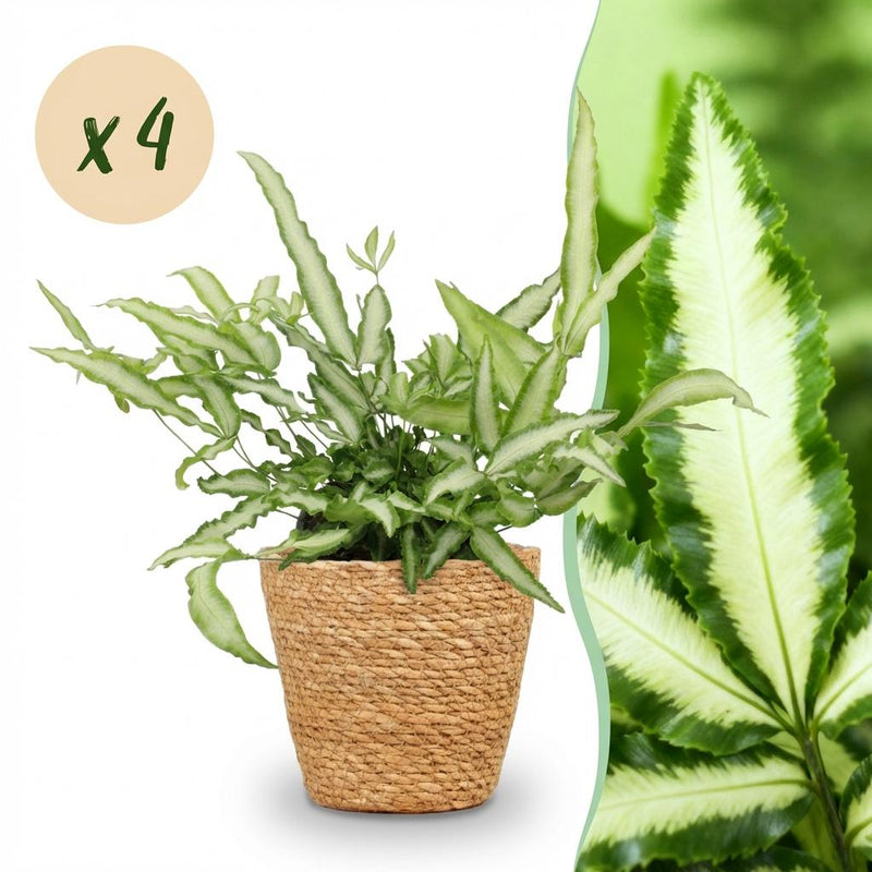 Green BoutiQ Pteris cretica Albolineata - Schwertfarn, 4 Pflanzen