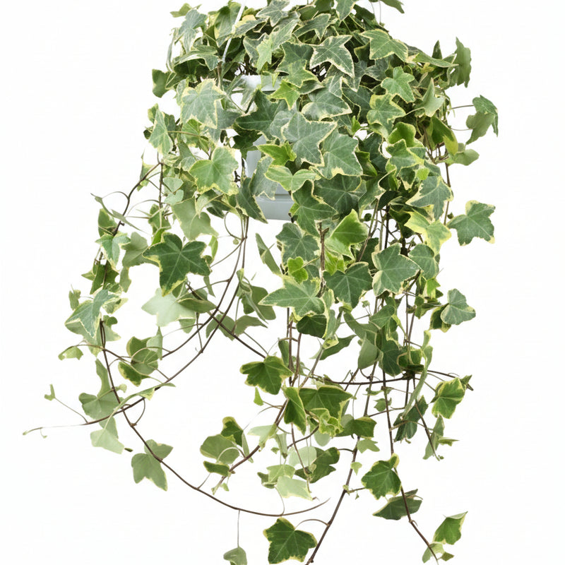 Hedera Helix Gold Child Hängeampel XXL, Ø24cm, ca. 60cm hoch