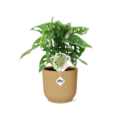 Monstera 'Monkey Leaf' im ELHO Vibes Fold Topf 14 cm gelb