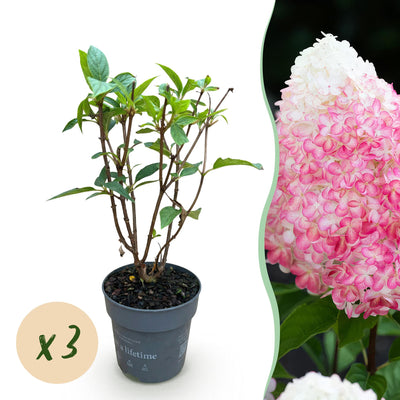 BoutiQ Gartenhortensie 'Living Pink & Rose' - 3 Pflanzen, Winterhart