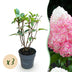 BoutiQ Gartenhortensie 'Living Pink & Rose' - 3 Pflanzen, Winterhart Bild 1