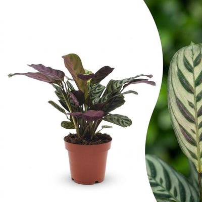 Green boutiQ - Ctenanthe Burle Marxii - Fischgräten-Gebetspflanze - 1 Plant - Pot 12cm - Hoogte - 30cm