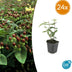 24x Hypericum inodorum - ↕10-25cm - Ø9cm Bild 1