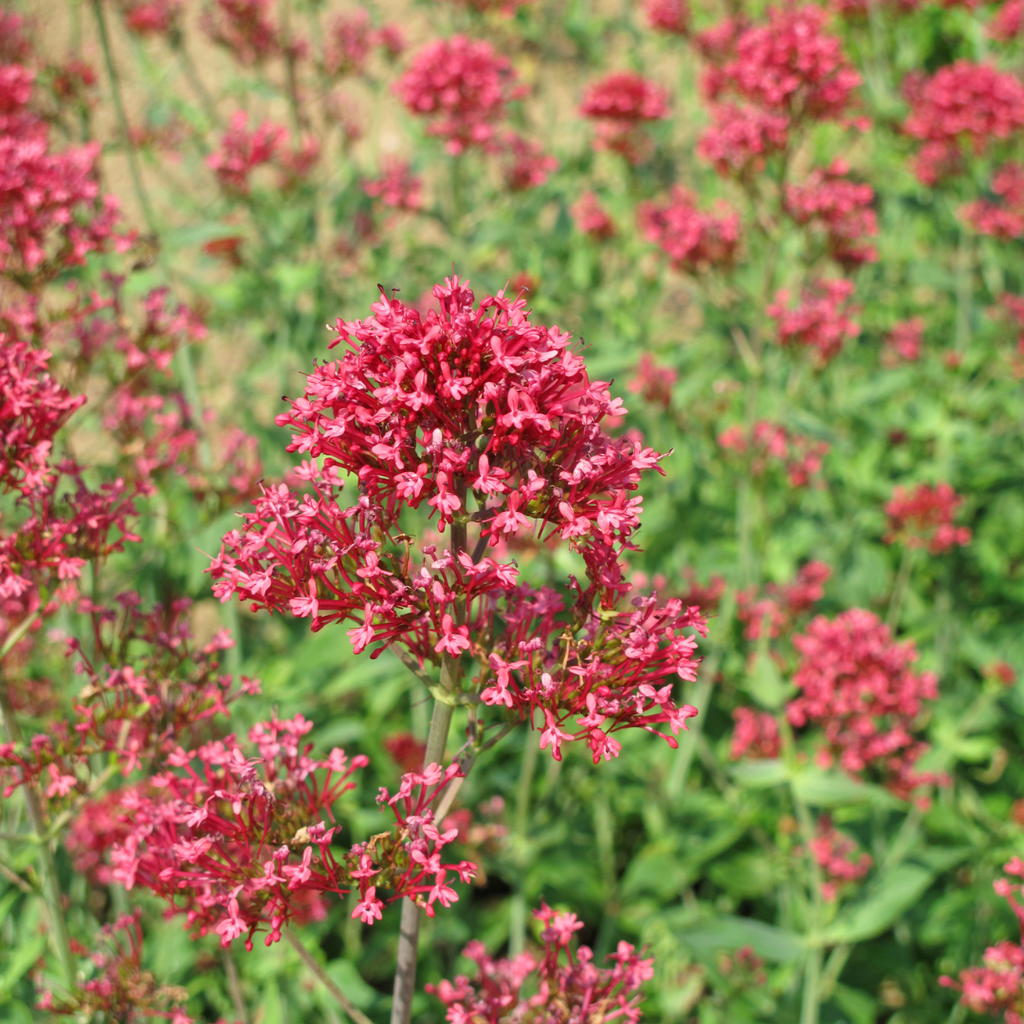 12x Rote Spornblume 'Coccineus' (10-25cm)