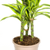 Dracaena Deremensis Lemon Lime Ø21cm - 90-110cm Bild 6