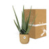 Aloe Vera Pflanze im gelben ELHO Vibes Fold Topf (12cm) Bild 5