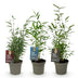 GreenboutiQ Bambus Fargesia Dragon Tricolour (3 Pflanzen) Bild 2