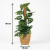Monstera Adansonii Monkey Mask with Moss Pole & Basket Bild 3