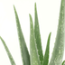 2x Aloe Vera Sukkulente - 40cm Höhe, 12cm Topfdurchmesser Bild 4