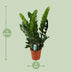 Zamioculcas Zamiifolia (ZZ-Pflanze) - Ø21cm - ↕80cm Bild 2