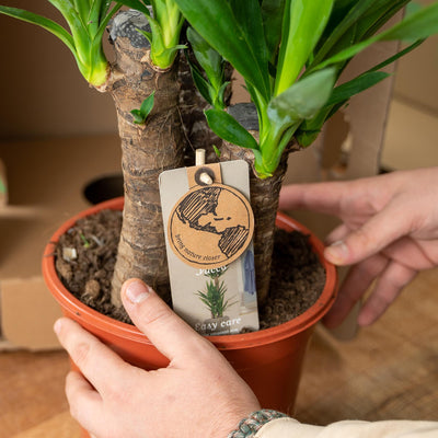 2x Yucca Elephantipes (Palmlilie) - Ø17cm - ca. 90cm