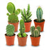 Mini Kakteen Set: 6 Stück, Ø 5,5 cm, 5-10 cm hoch Bild 1