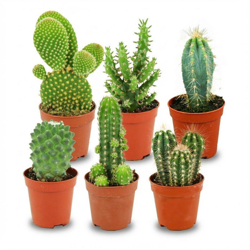 Mini Kakteen Set: 6 Stück, Ø 5,5 cm, 5-10 cm hoch