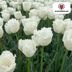 Tulpenbollen Honeymoon – 20 Stuks | KH Bloembollen® | Witte Kartelrand Tulp – Elegant & Uniek – Cadeau voor Tuin of Pot – Maat 11/12 – Vers van de Teler! Bild 5